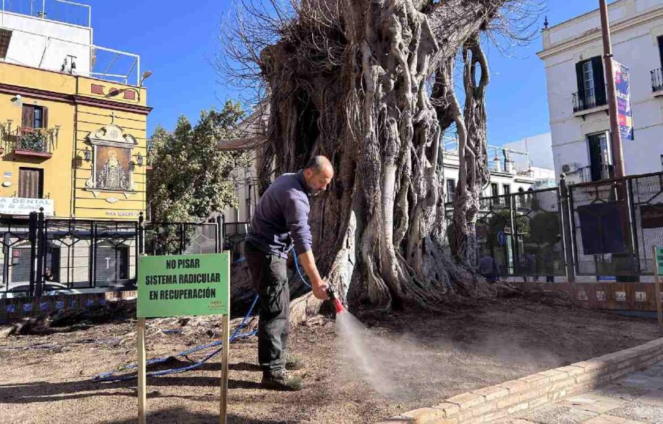 ficus muerto