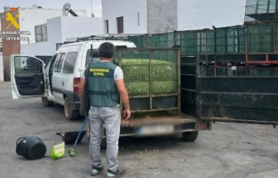 Cuatro detenidos robo aceitunas