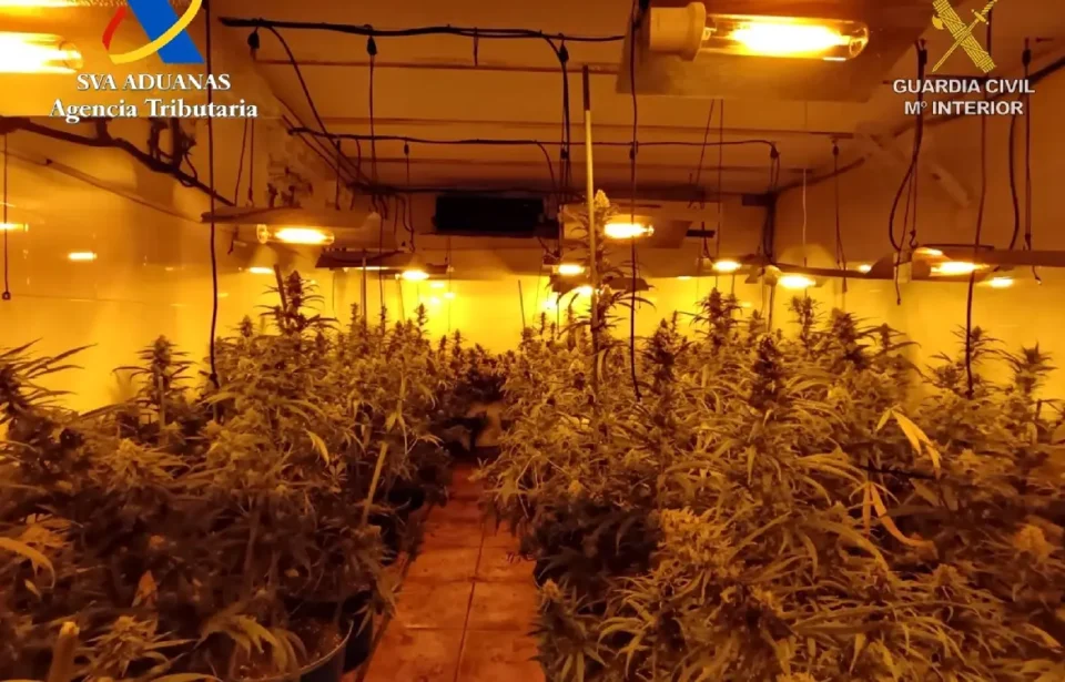 Detenidos Mairena plantación marihuana