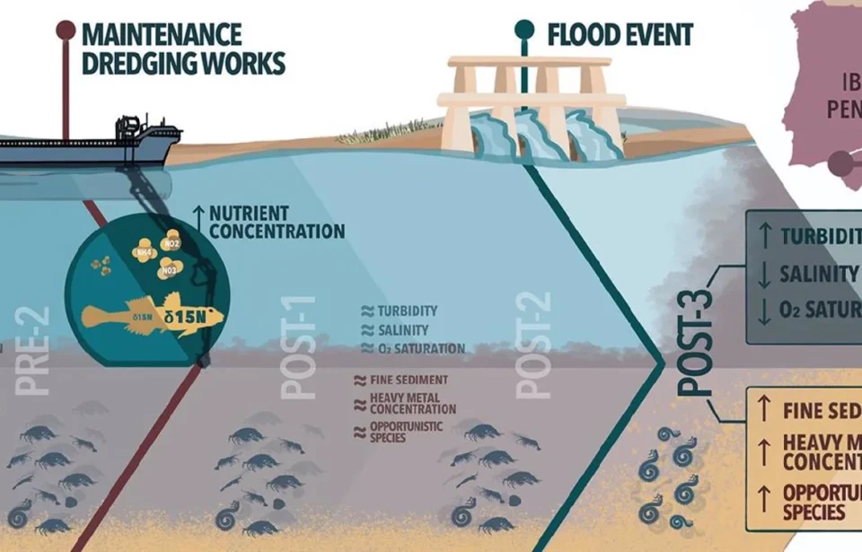 US no detecta efectos ambientales dragados estuario