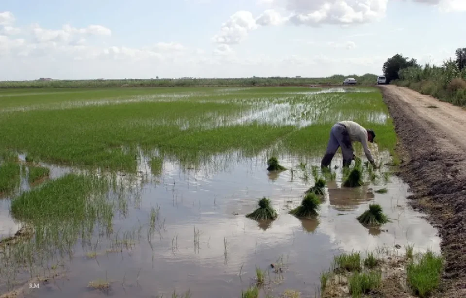 arrozales previenen aumento mosquitos