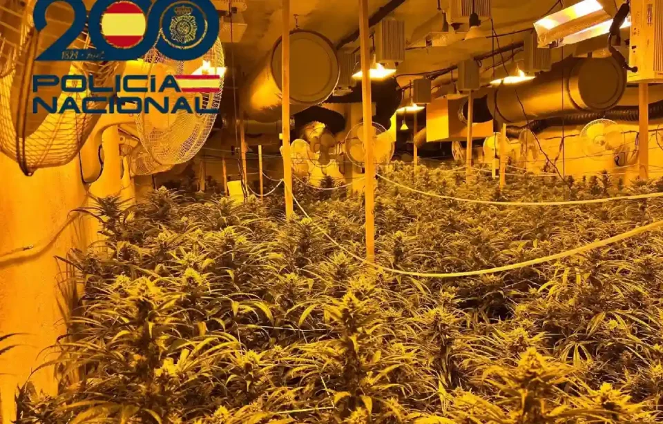 Marihuana detenidos narcotráfico